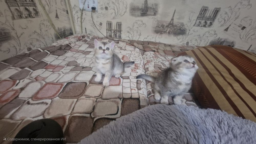 Шотландские котята