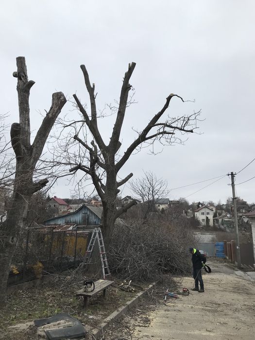 Спил деревьев Аккуратно с опытом 8лет Омоложение сада
