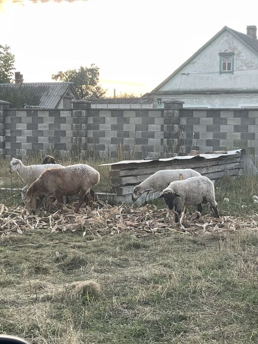 Вівці є курдючні.
