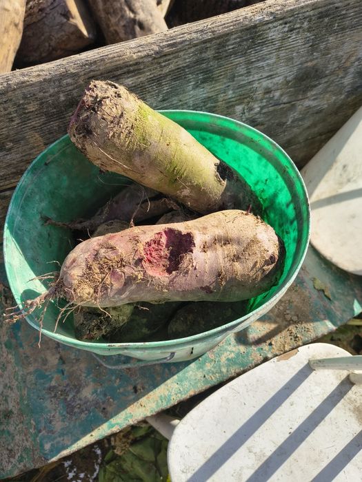 Paszowe buraki ćwikłowe