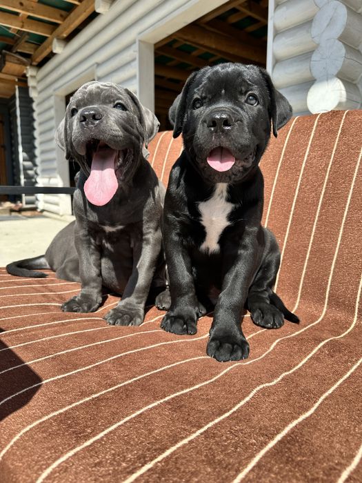 Щенок голубого окраса Томи 2 мес Кане-Корсо