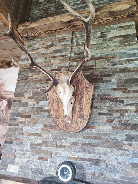 Роги оленя на дереві.