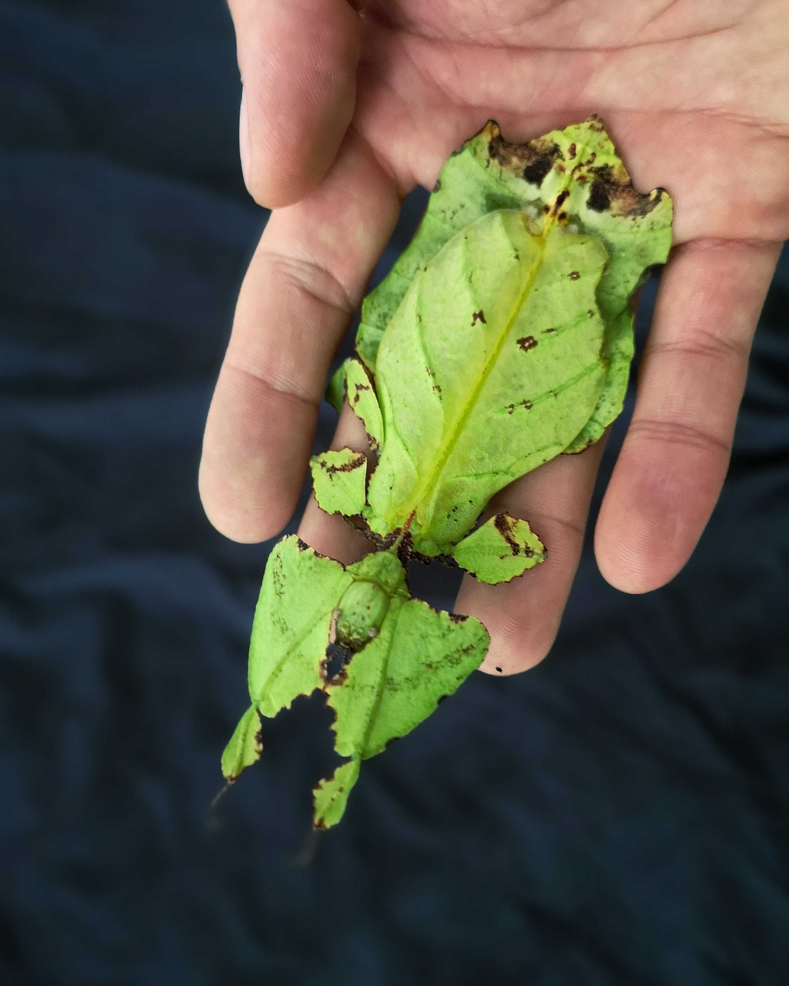 Liściec olbrzymi (Phyllium giganteum) L1-L2