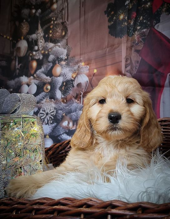 Cockapoo badania genetyczne bardzo inteligentny piesek rodowód