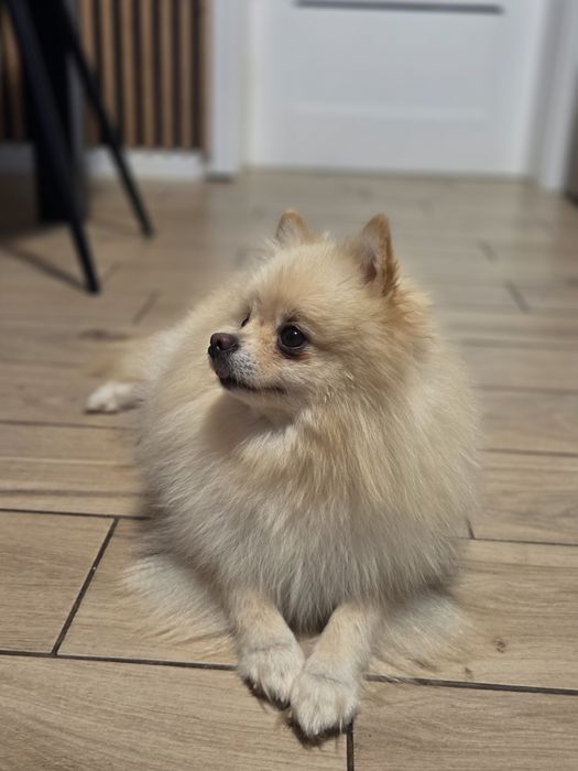 Szpic miniaturowy sunia kremowa