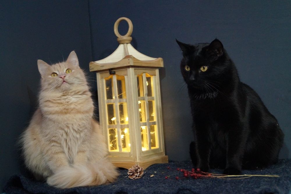 Гармонійна парочка котиків чекають на свою  родину