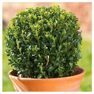 Самшит вічнозелений. Дорослий сформований  50-75 см