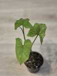Syngonium 'Mottled Mojito'