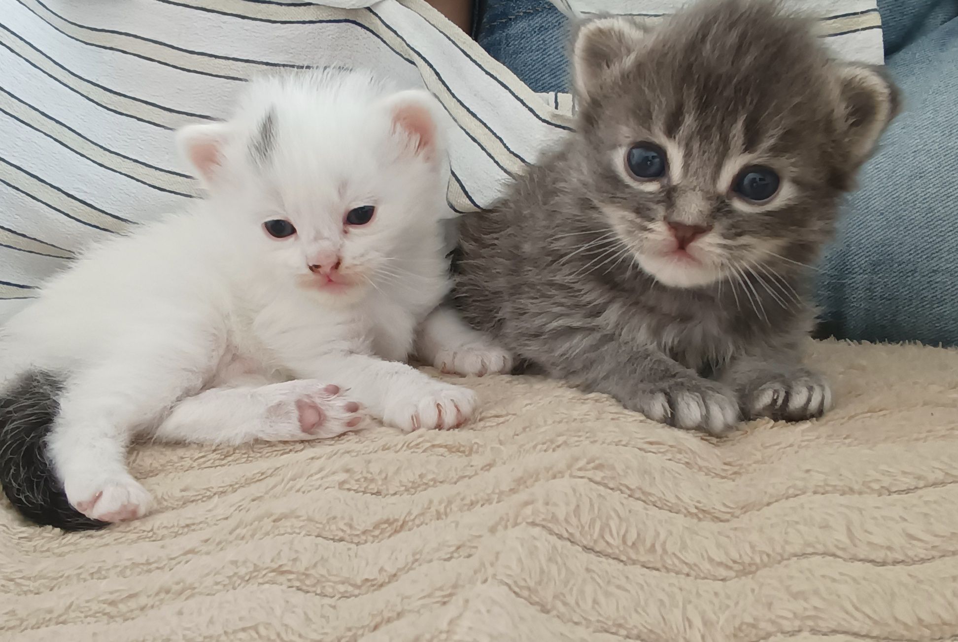3 gatinhos para doação responsável