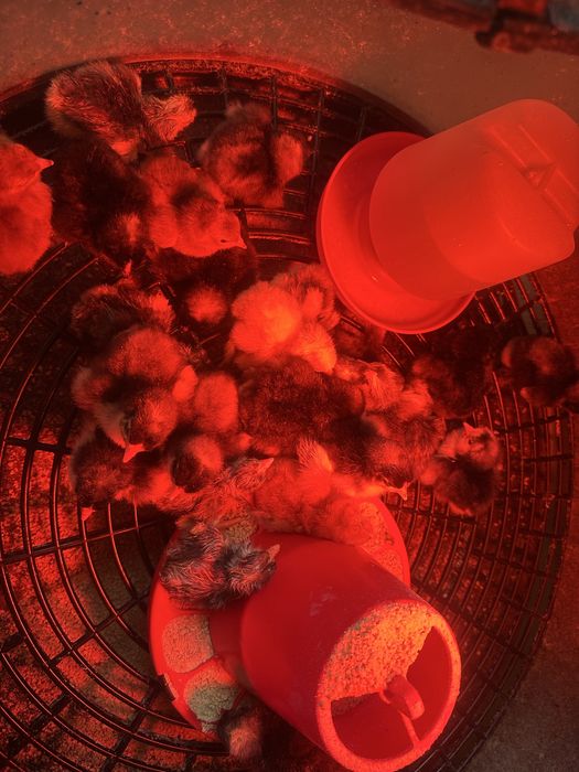 Pintos Maline ,jersey gigante e rhode island red