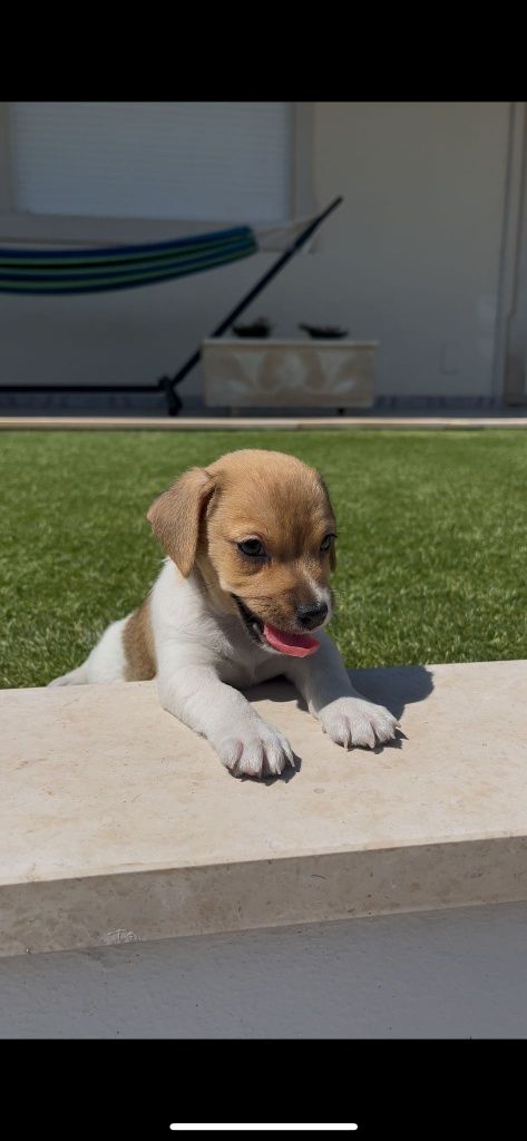 Jack Russell macho
