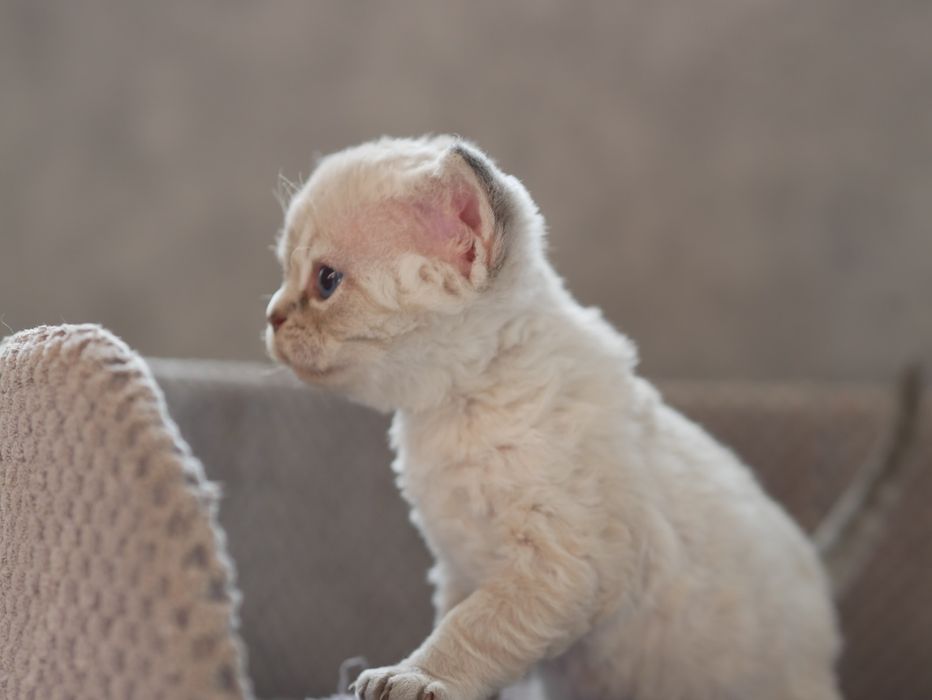 Devon Rex, dziewczynka