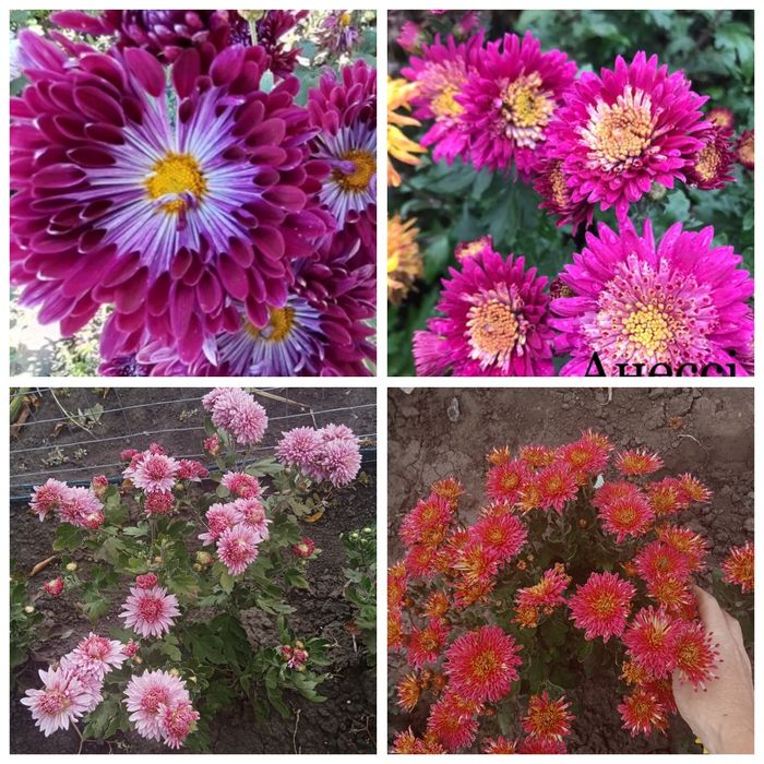 Хризантеми мультифлора корейки очитки молодила хости