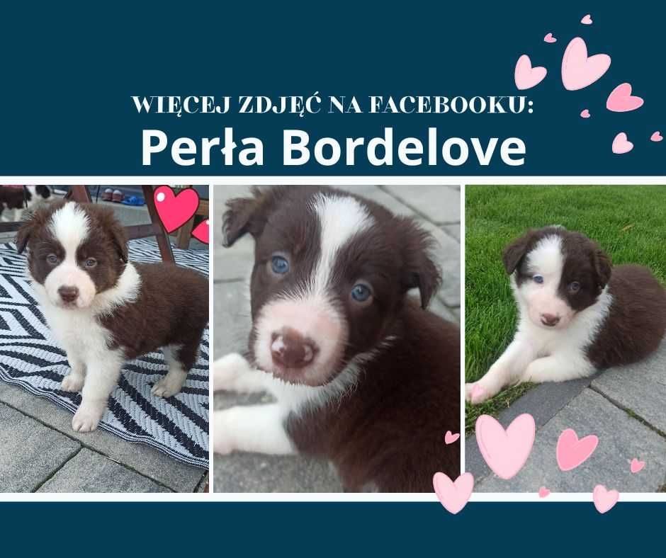 GOTOWY DO ODBIORU, KAKTUS, Border Collie, z rodowodem