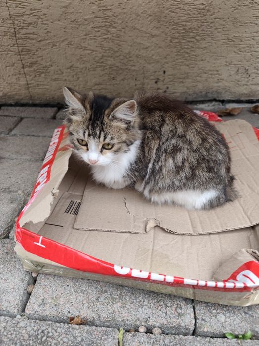 Віддам у добрі руки