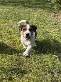 Piesek Jack Russell Terrier