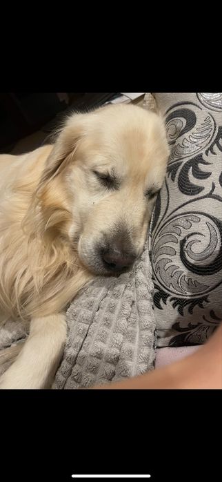 Opieka nad psem w domu – małe i średnie psy, cały tydzień, weekendy