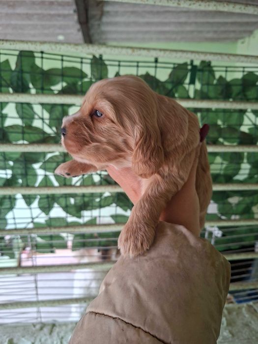 Cocker spaniel macho dourado
