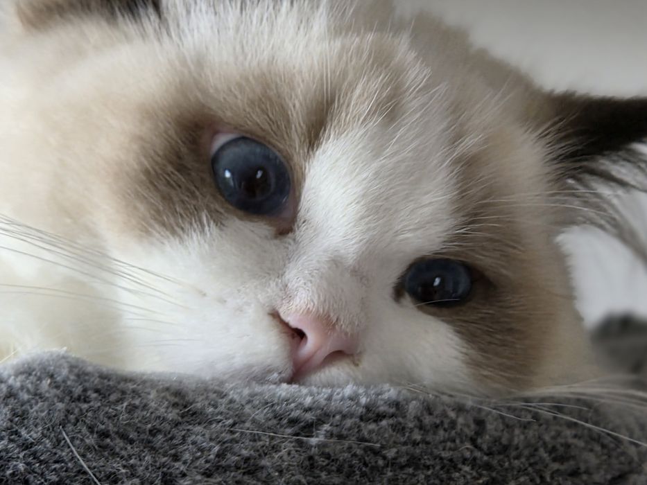 Kotka RAGDOLL  rodowód FPL