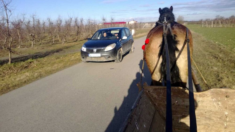 Klacz zimnokrwista 3 lata