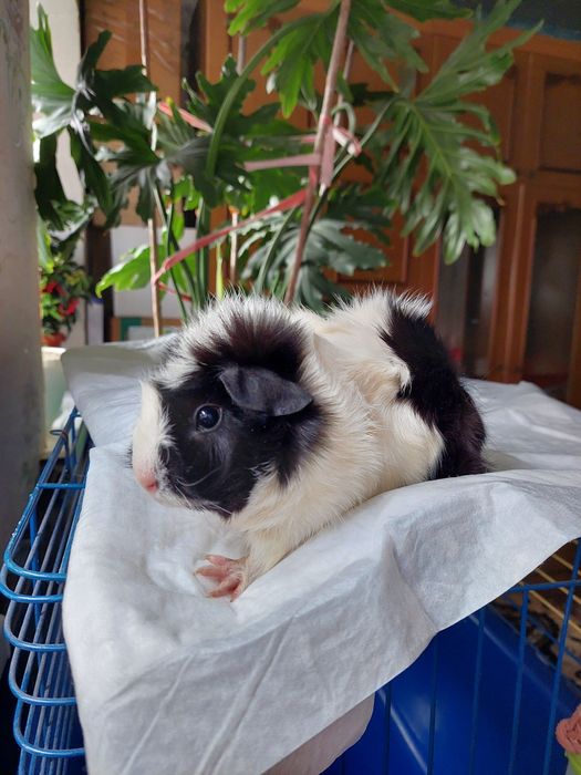 Продам красивую морскую свинку!