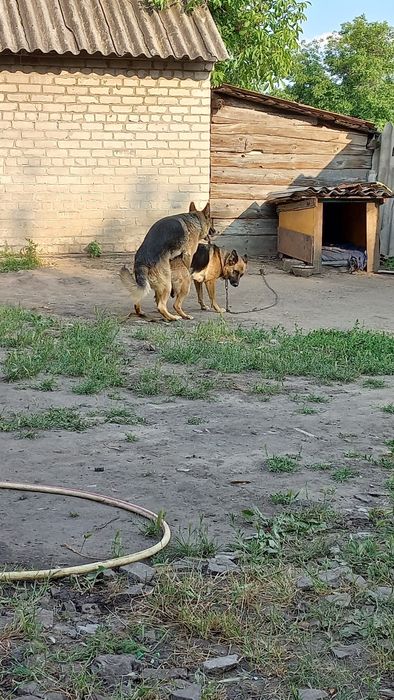 Срочно Продам немецкие овчарки чистокровные