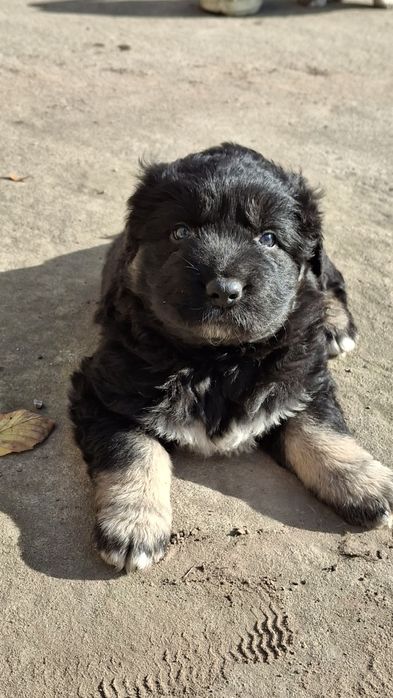 Szczenięta owczarka kaukaskiego