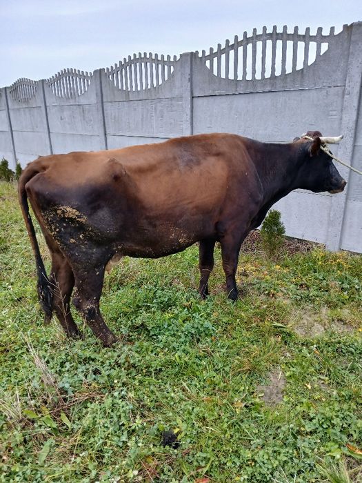 Krowa z mlekiem 5 lat zacielona do dalszej hodowli,  okazja