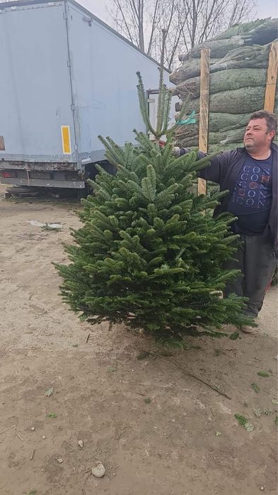 Ялиця Ялинка Норман .