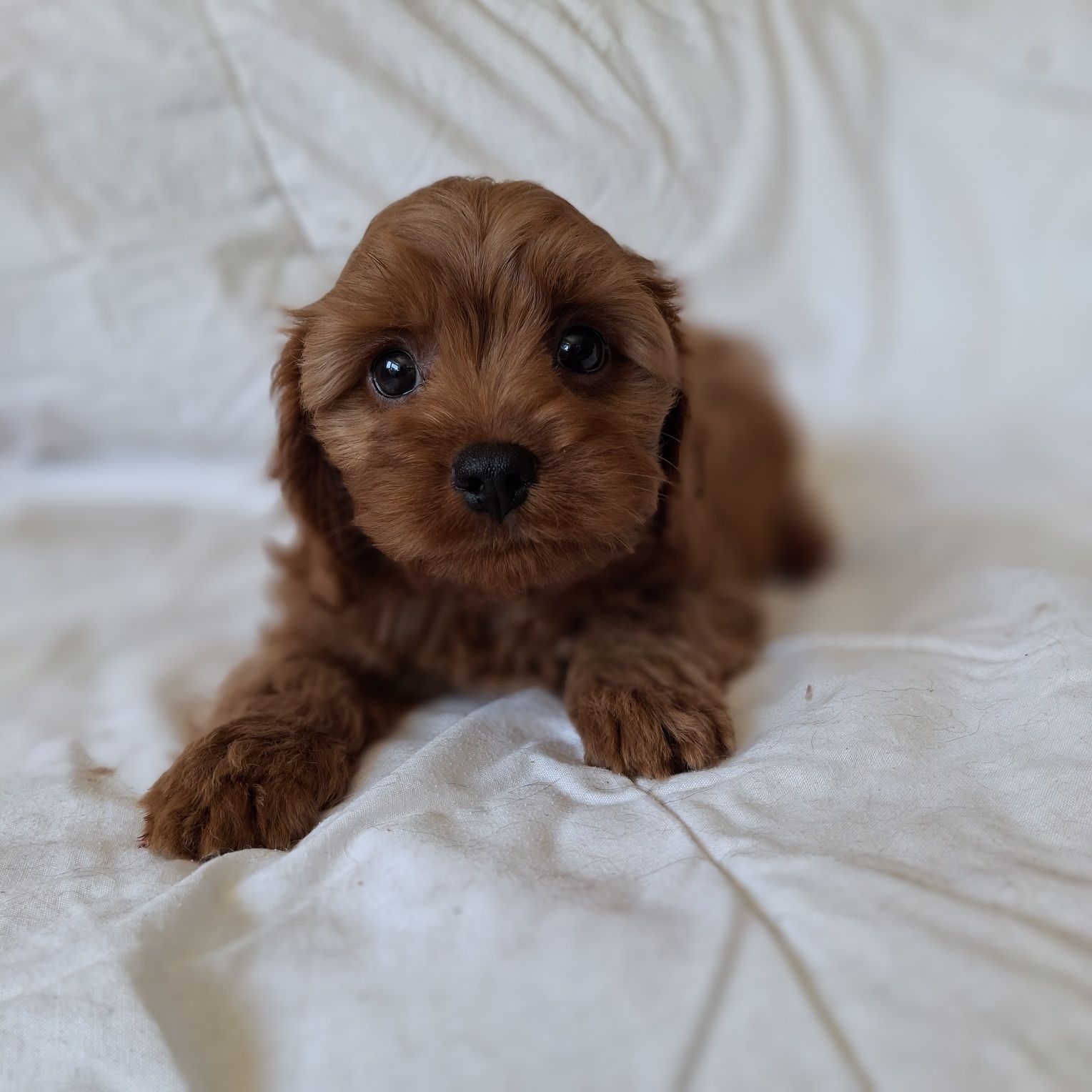 Cavapoo po wszystkich szczepieniach
