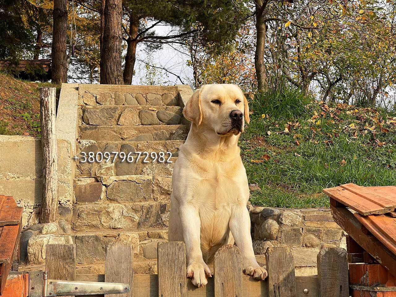 Лабрадор Ретрівер Золотистий, в"язка. Labrador Retriever