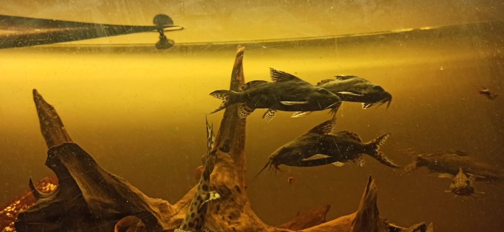 Giętkoząb opaczek rybka