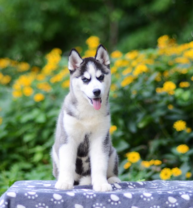 Шикарна дівчинка хаскі. КСУ