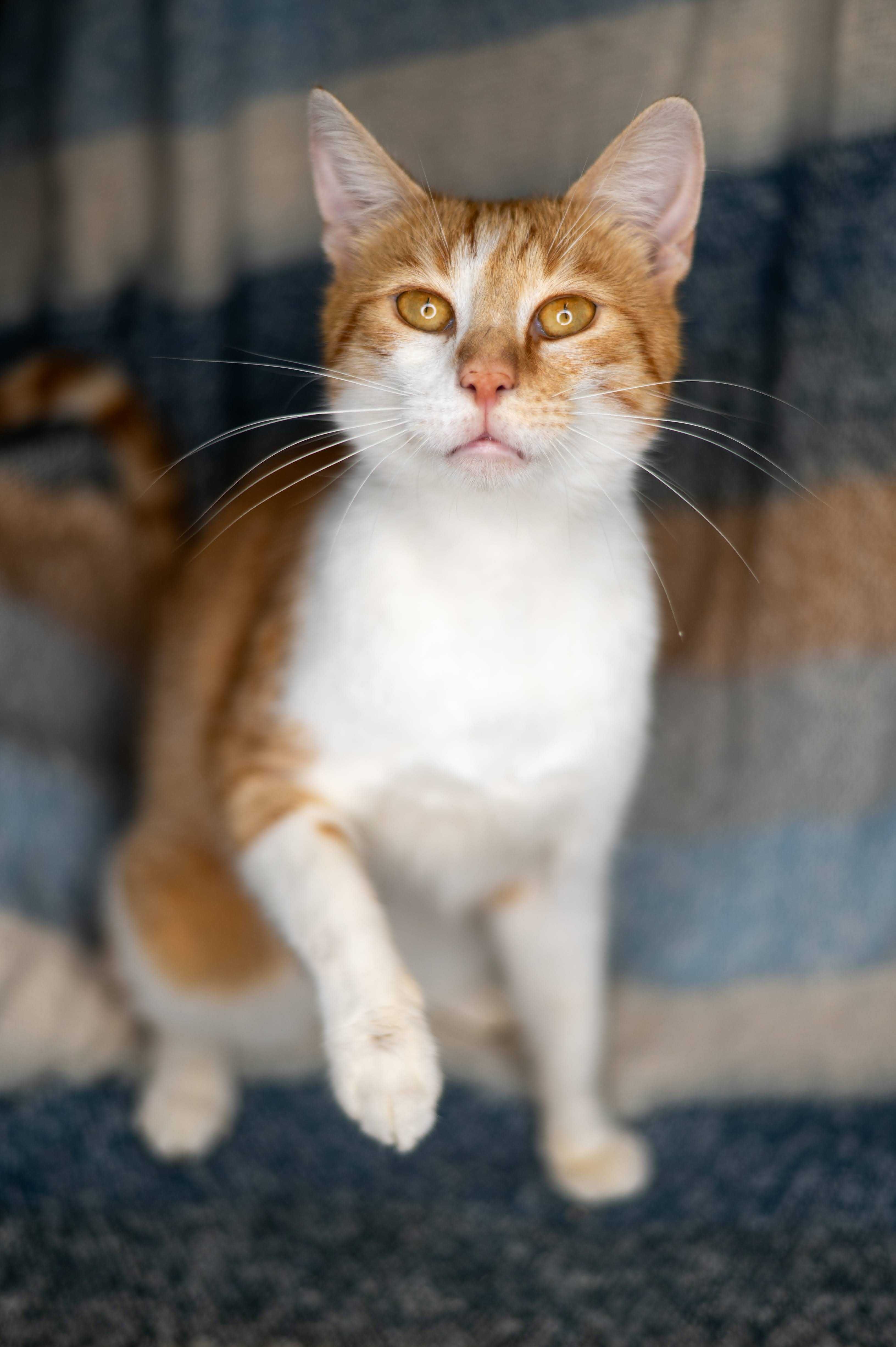 SMOK kocur do adopcji