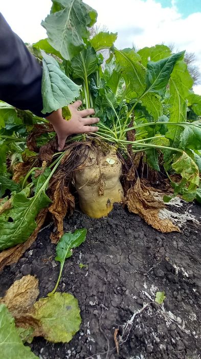 Продам кормовий буряк