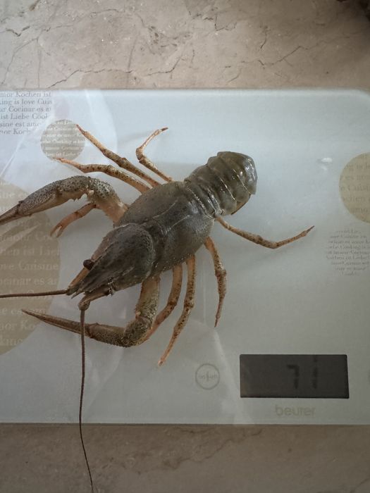 Раки середнього  розміру!