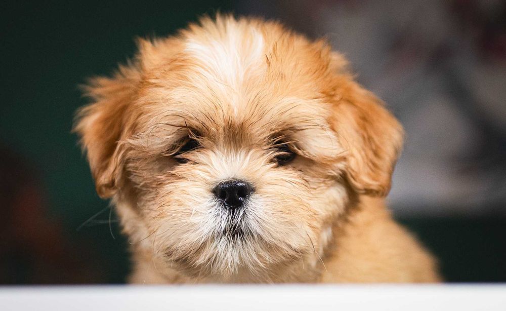 Lhasa Apso - z rodowodem FCI