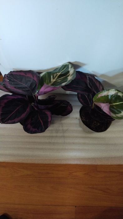 Кімнатні квіти,калатеї та інші