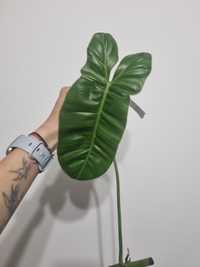 Philodendron paraiso verde