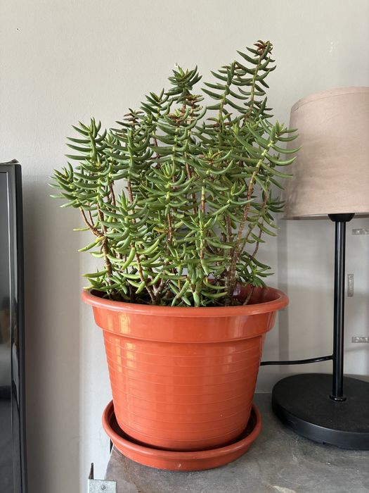 Planta interna ou externa