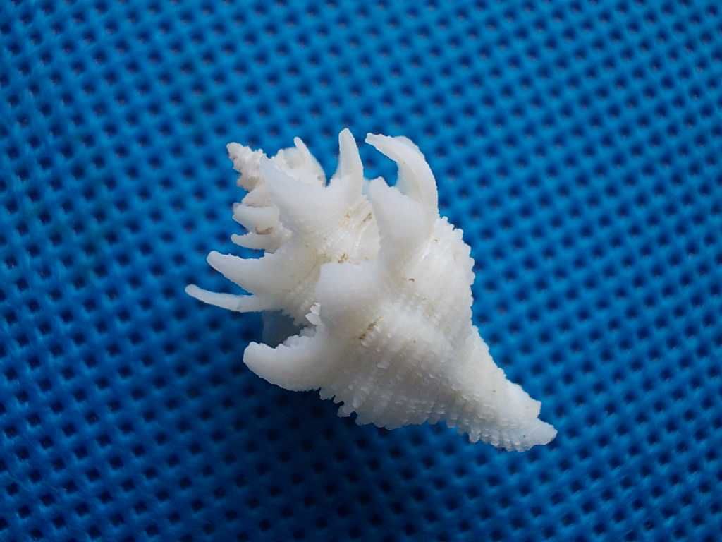 Muszle morskie- Babelomurex japonicus