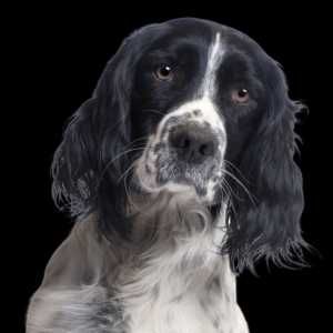 English Springer Spaniel - Ninhada Disponivel