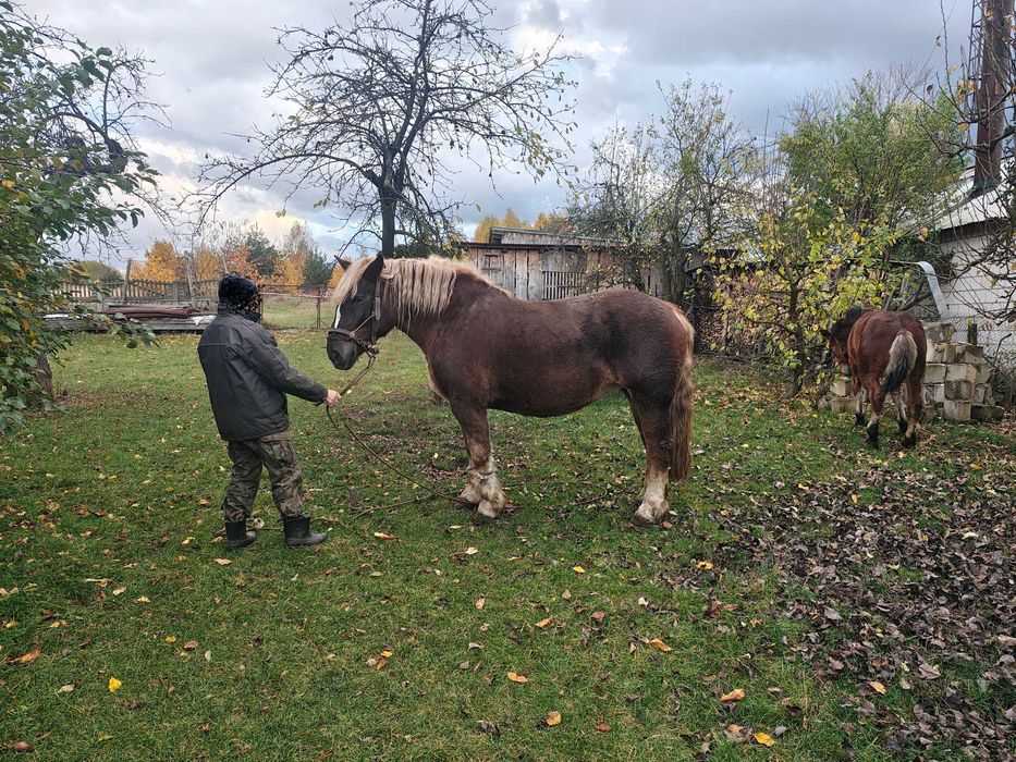 Klacz zimnokrwista maści kasztanowatej