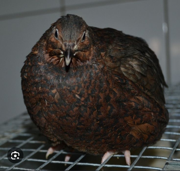 Яйце інкубаційне перепілки