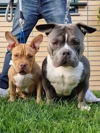 American Bully Pocket