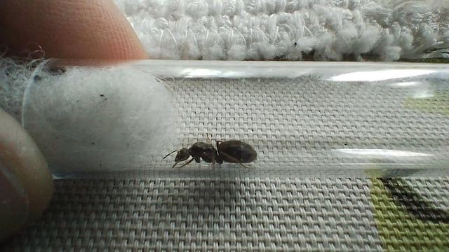 Продам матку Lasius niger с расплодом, 20+ рабочих