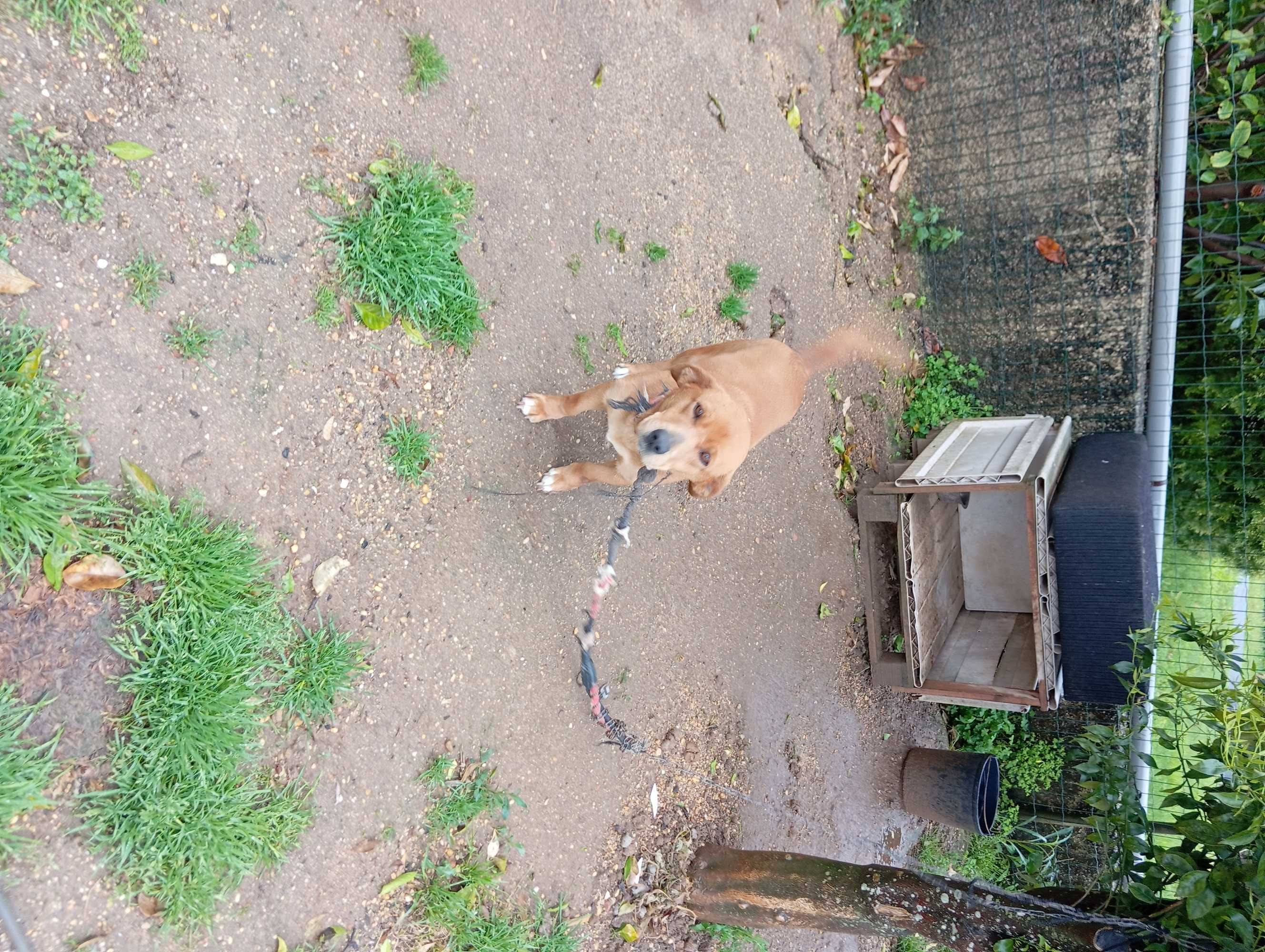 Tenho animais para doar