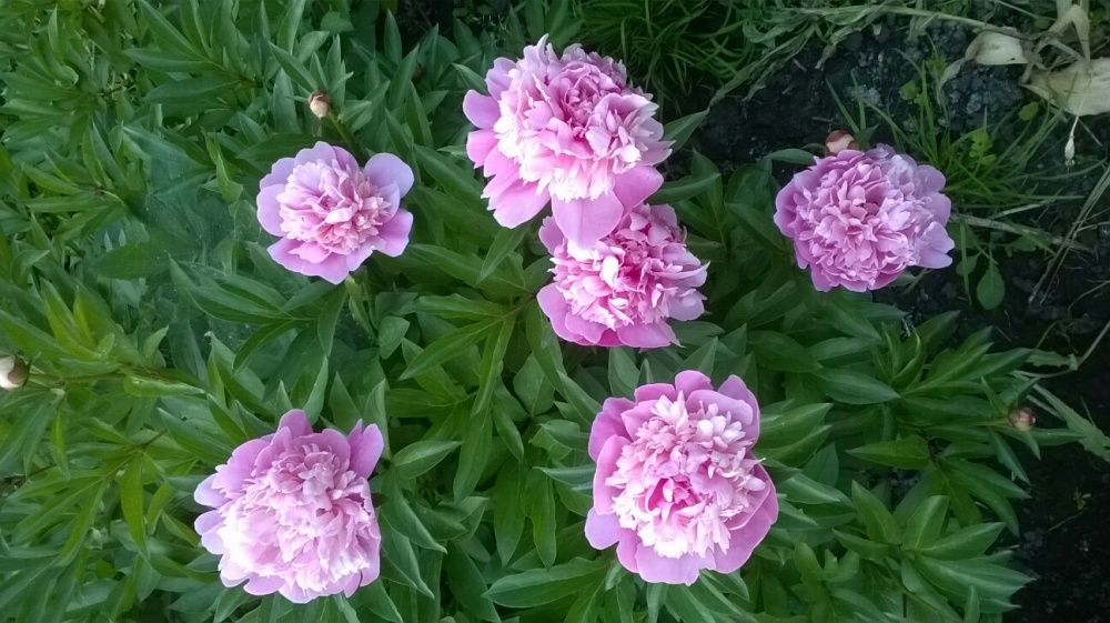 Рассада Цветов многолетних садовых . Саженцы . Цветы . Низкие цены.