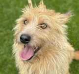 Cudowny rudy 3 letni psiak do adopcji