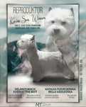 West highland white terrier